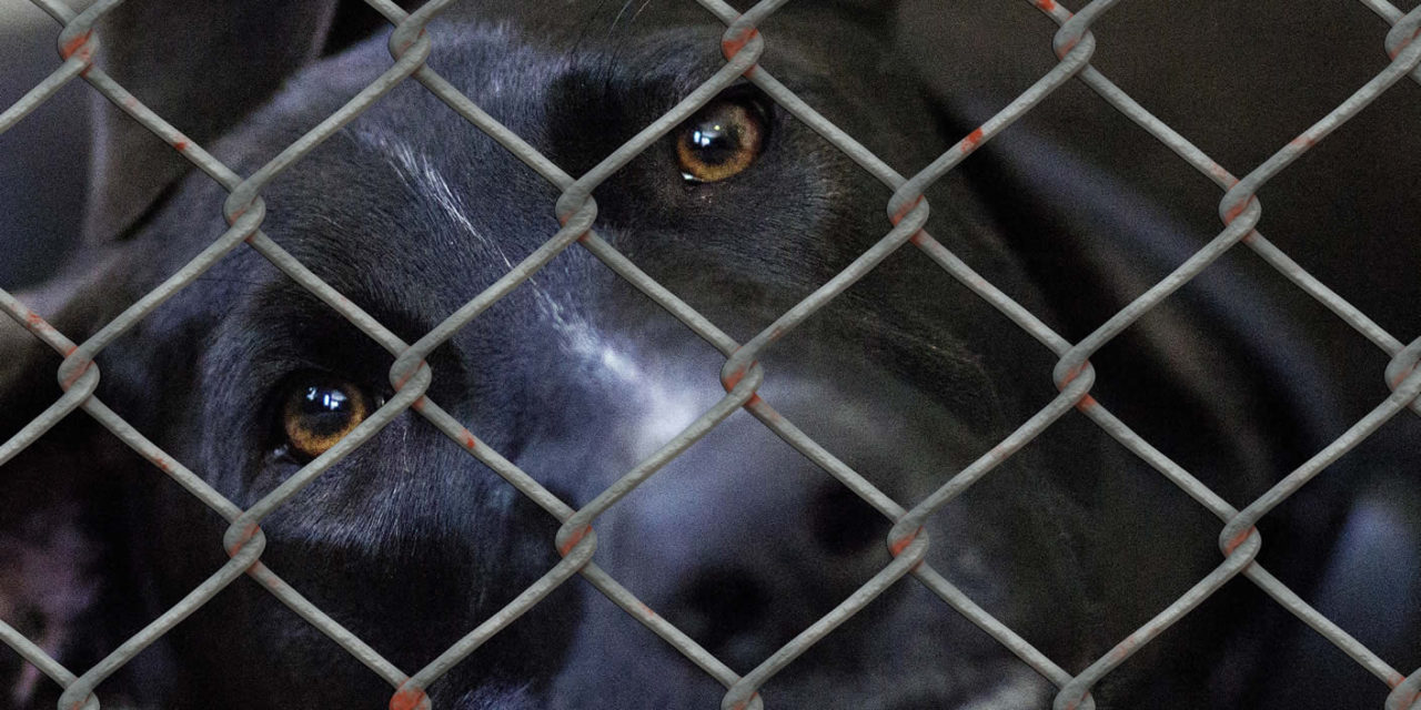 Types of Animal Exploitation Beyond Cruelty