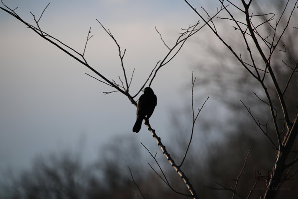 Bird On A Twig