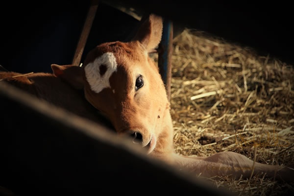 Calf In Dark Stall