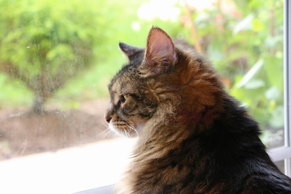 Cat At Window