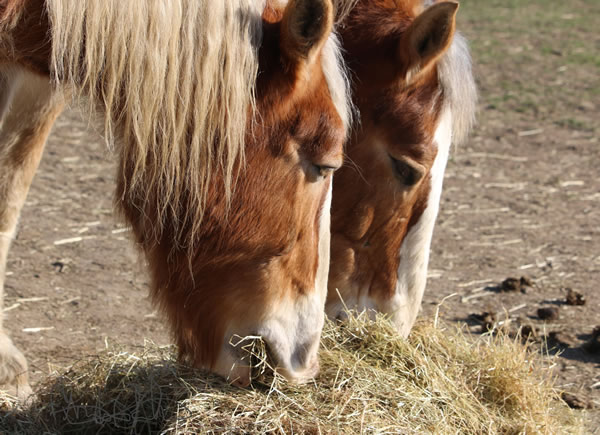 Horse Eating Hay